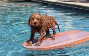 honden zwemvest zeemeermin