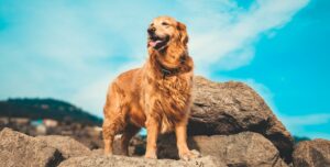 huis verkopen golden retriever hond
